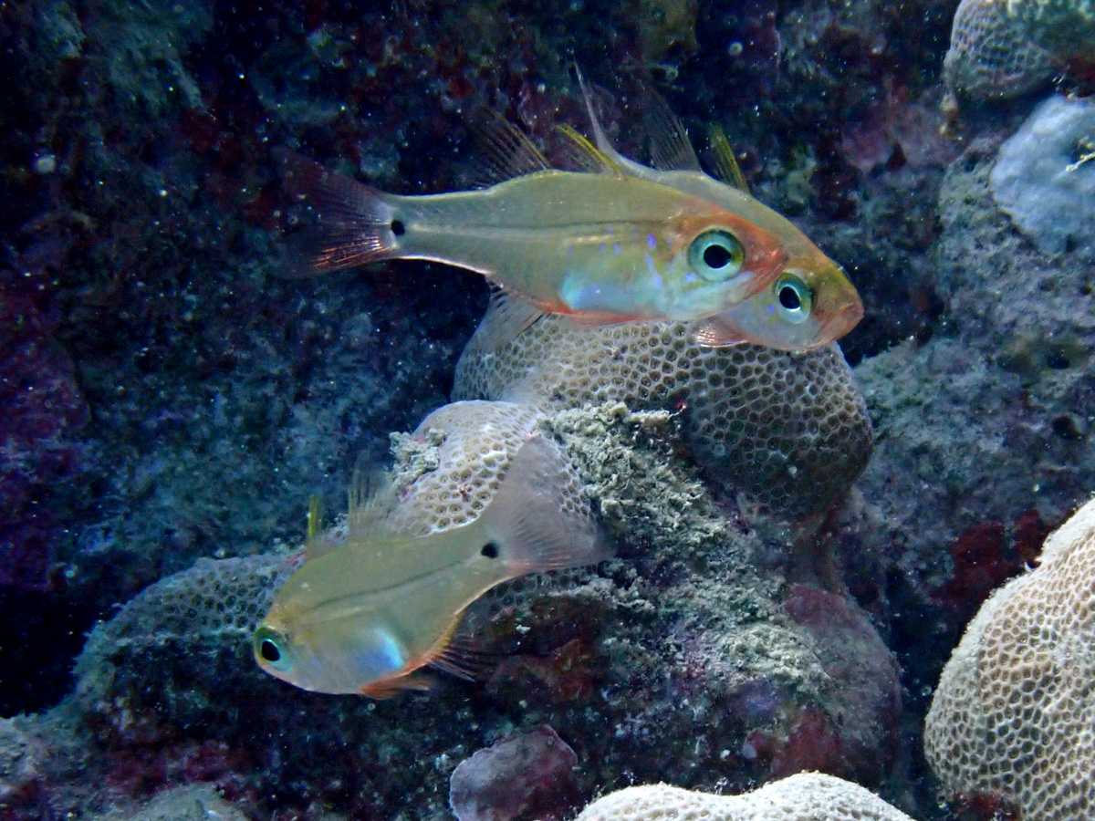 Fragile Cardinalfish ウスモモテンジクダイ