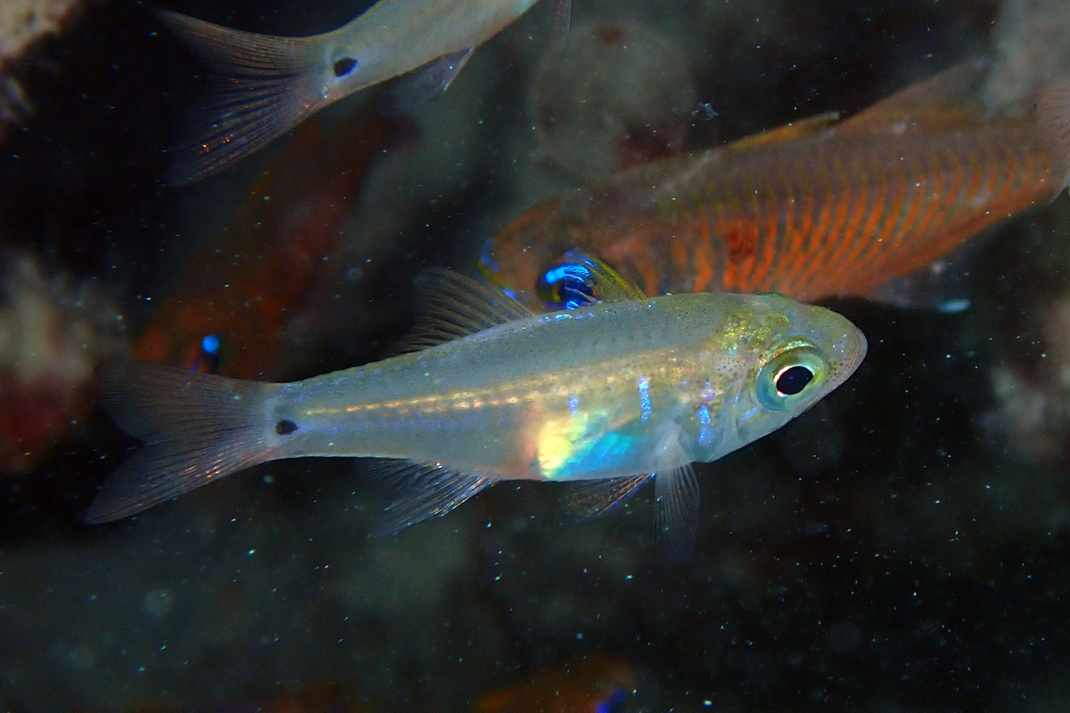 Fragile Cardinalfish – ウスモモテンジクダイ