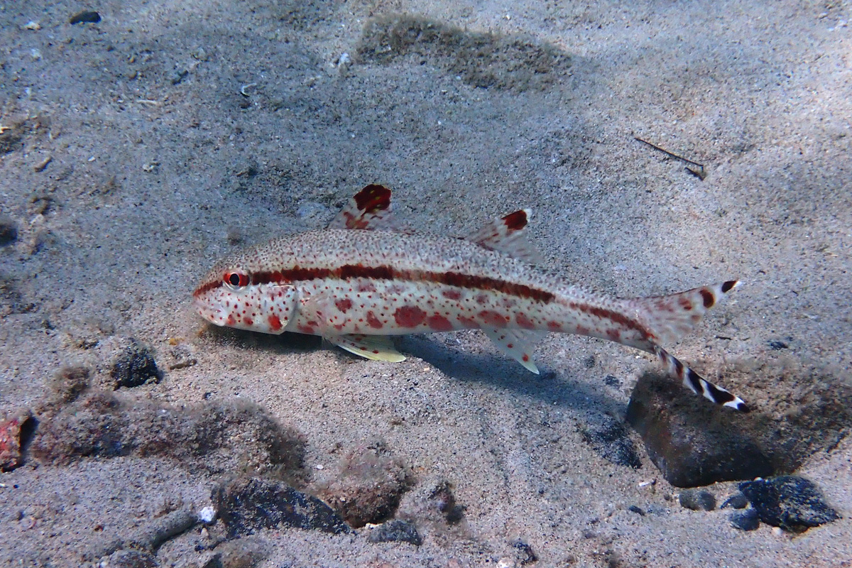 Freckled Goatfish ヨメヒメジ