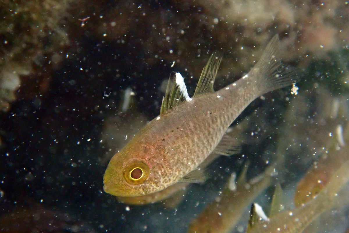 Frostfin Cardinalfish – ミヤコイシモチ