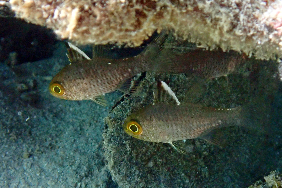 Frostfin Cardinalfish ミヤコイシモチ