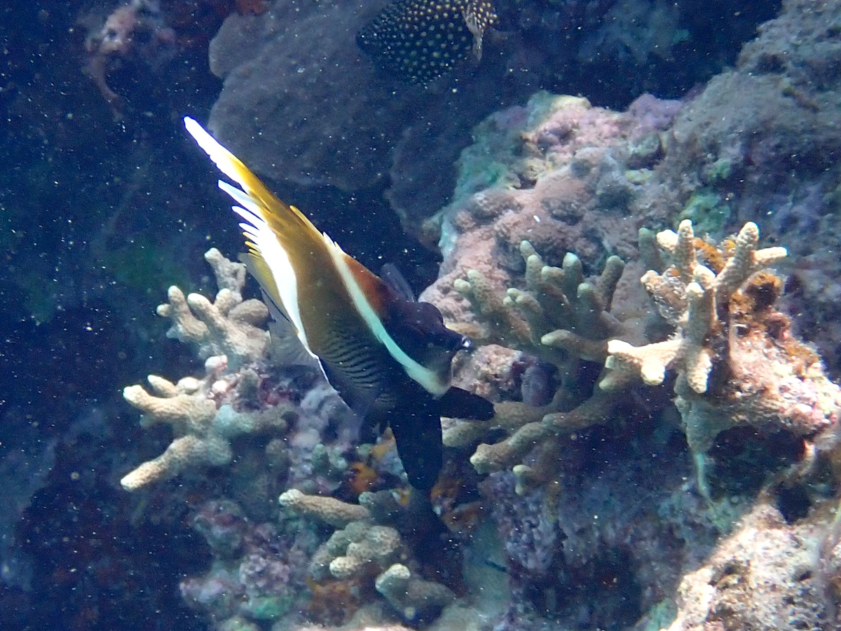 Humphead Bannerfish ツノハタタテダイ