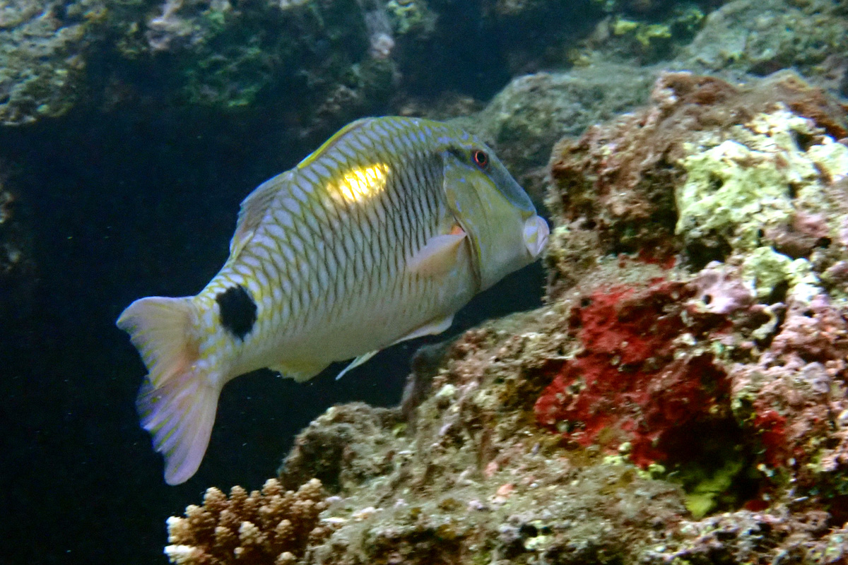 Indian Goatfish コバンヒメジ