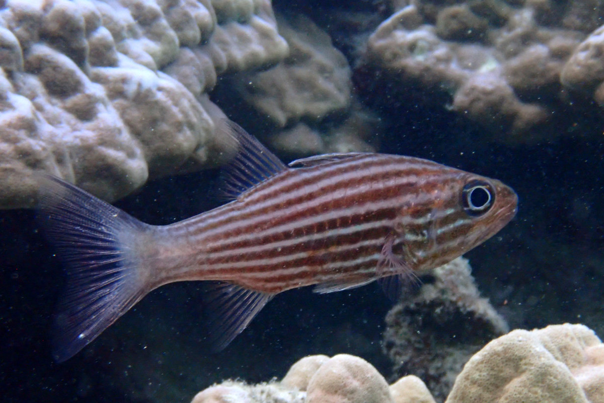 Intermediate Cardinalfish – スダレヤライイシモチ