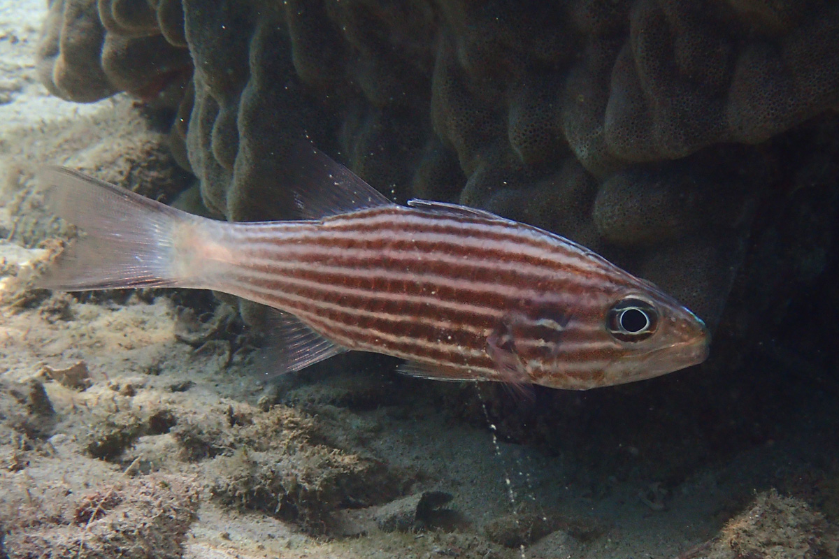 Intermediate Cardinalfish