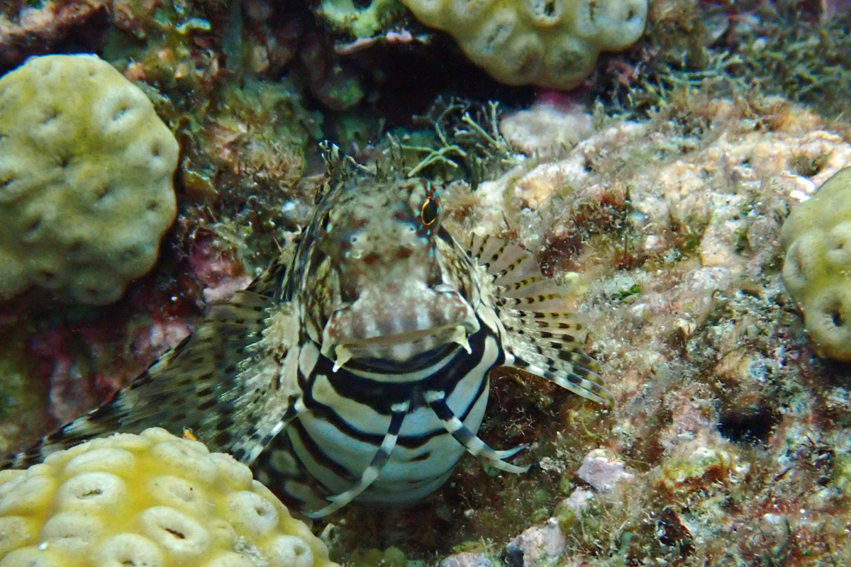 Jewelled Blenny ヤエヤマギンポ