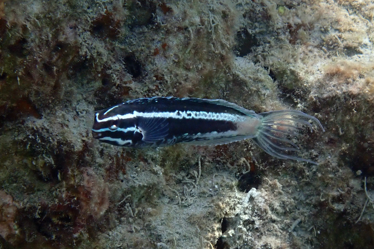Kamohara Blenny – カモハラギンポ