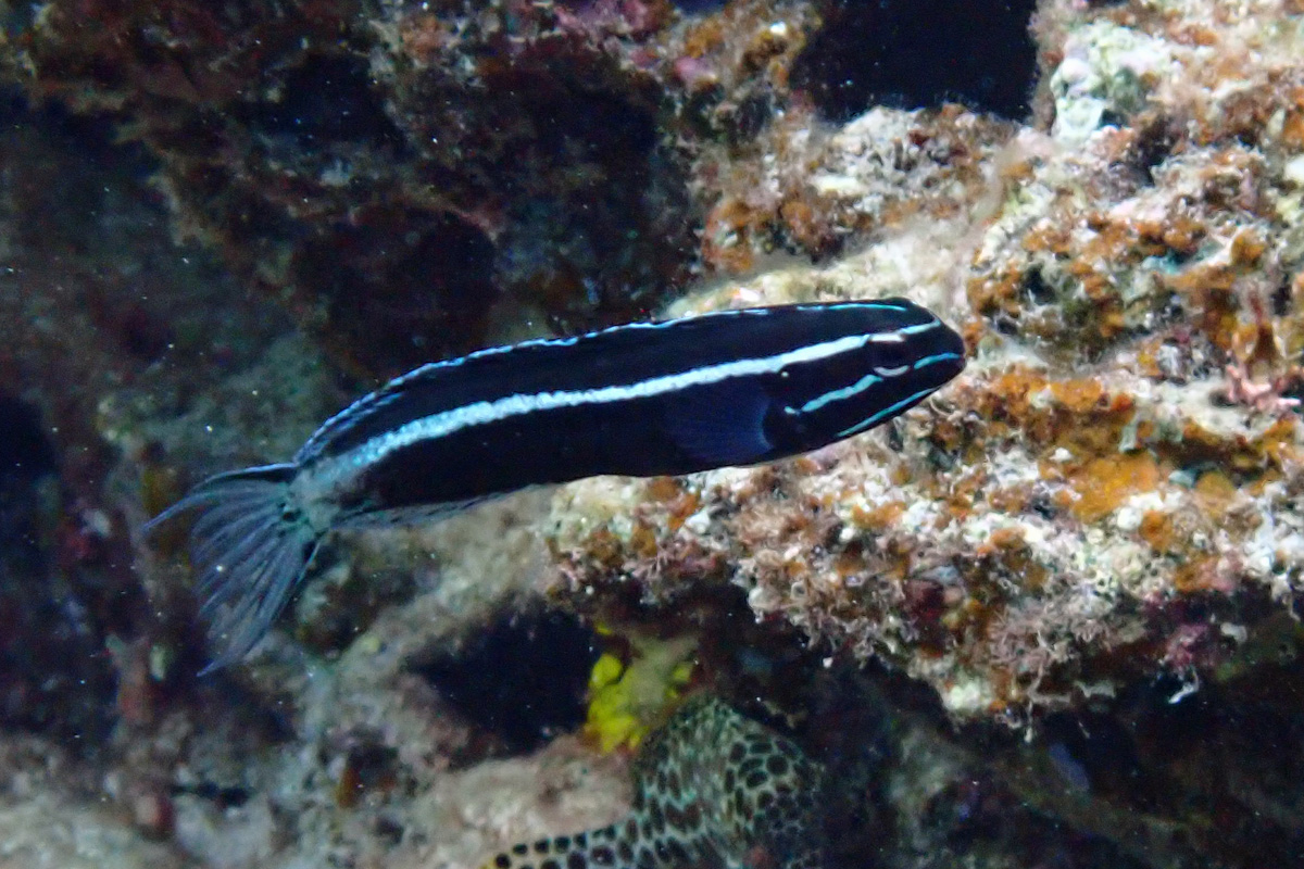 Kamohara Blenny カモハラギンポ