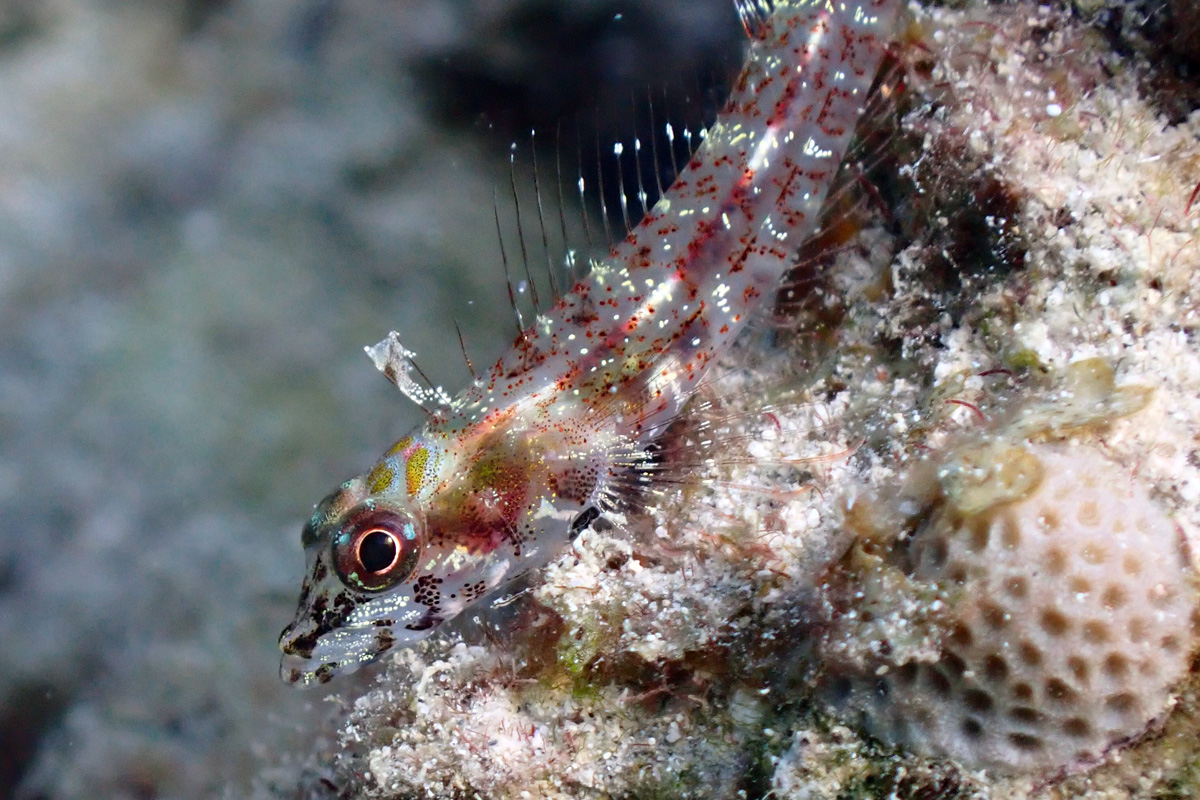 Largemouth Triplefin – カスリヘビギンポ