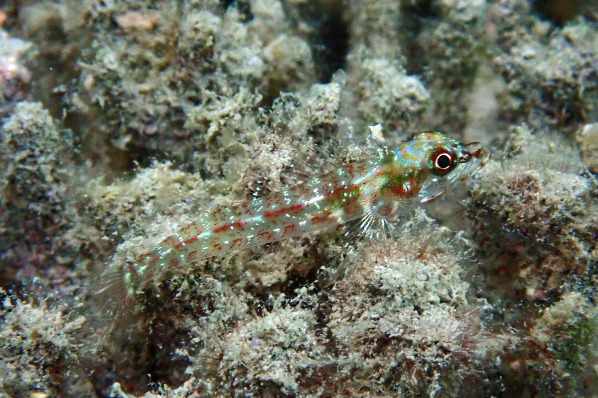 Largemouth Triplefin カスリヘビギンポ