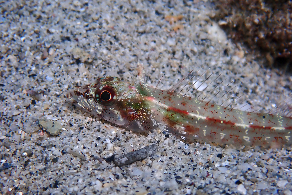Largemouth Triplefin – カスリヘビギンポ