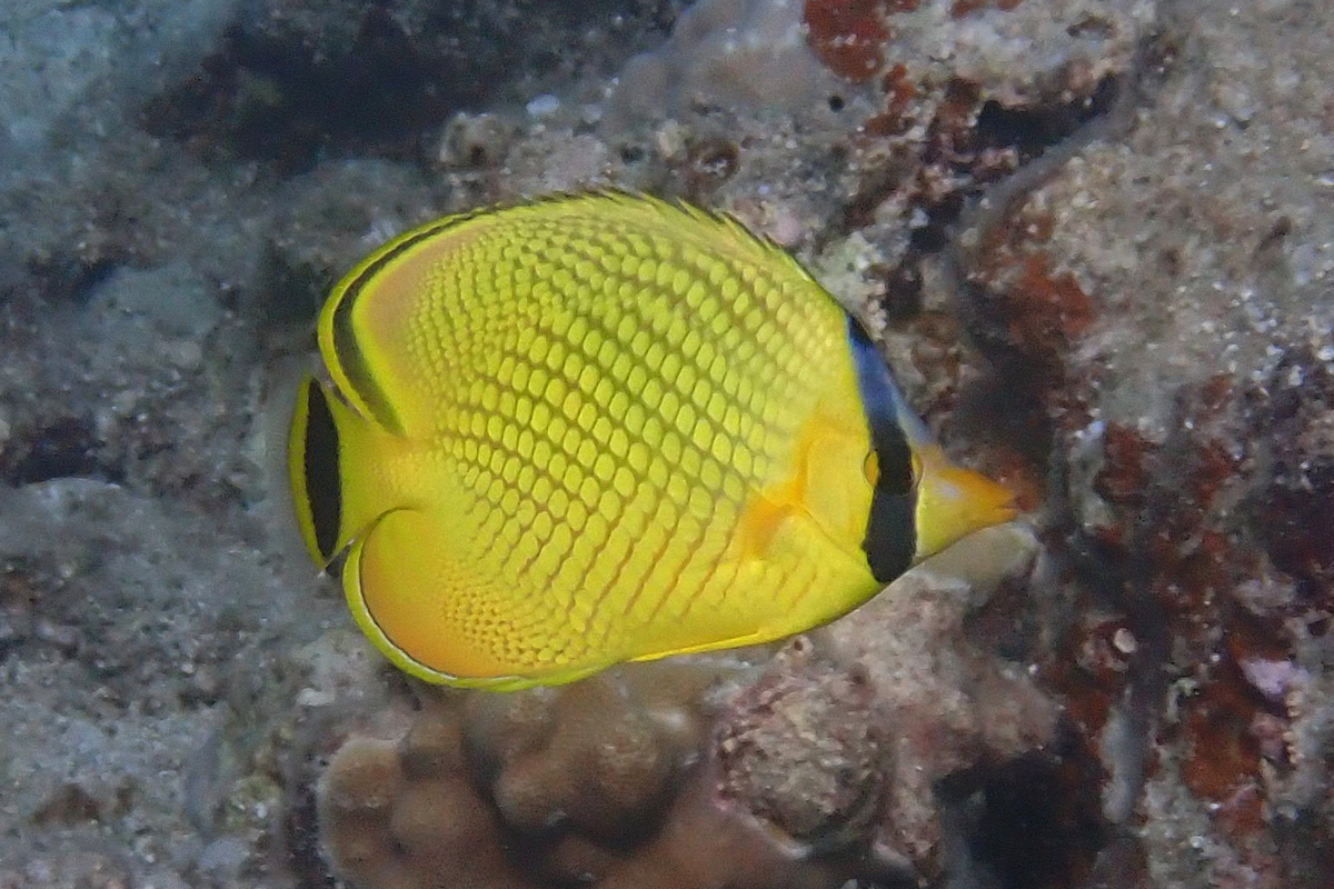 Lattice Butterflyfish – アミチョウチョウウオ