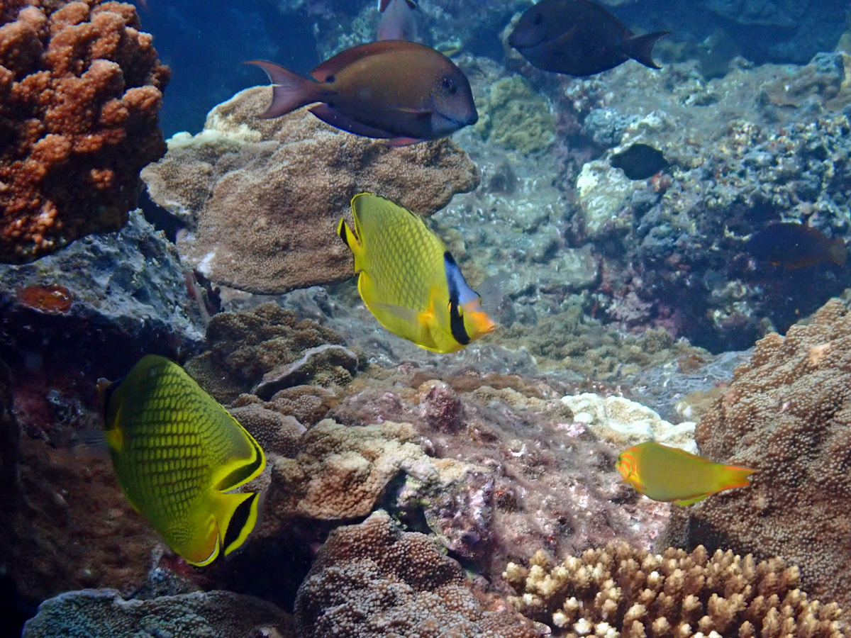 Lattice Butterflyfish アミチョウチョウウオ