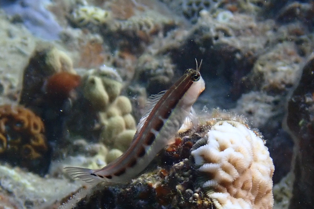 Lined Combtooth Blenny ヒトスジギンポ