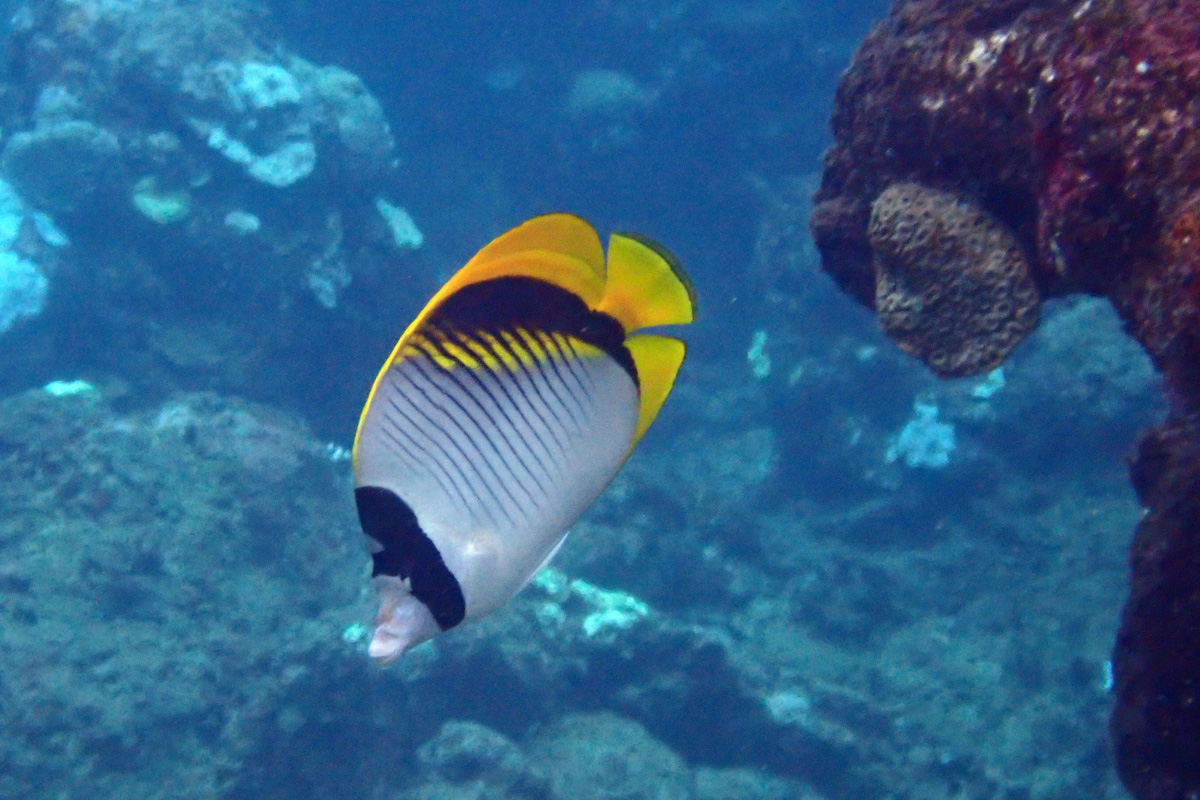 Lined Butterflyfish ニセフウライチョウチョウウオ