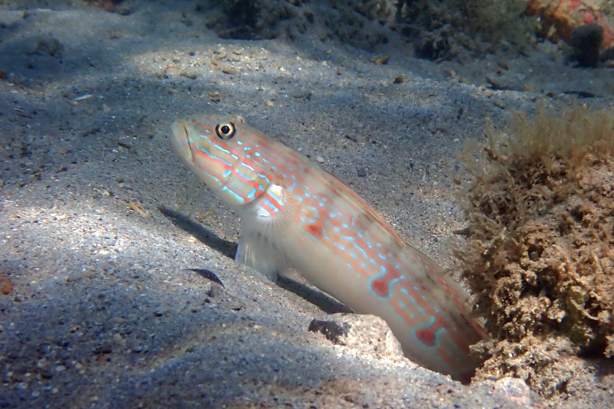 Long-finned Goby サザナミハゼ