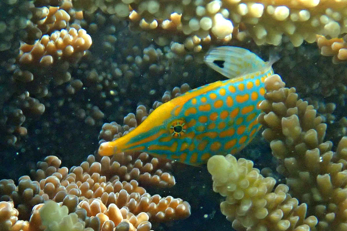 Longnose Filefish テングカワハギ