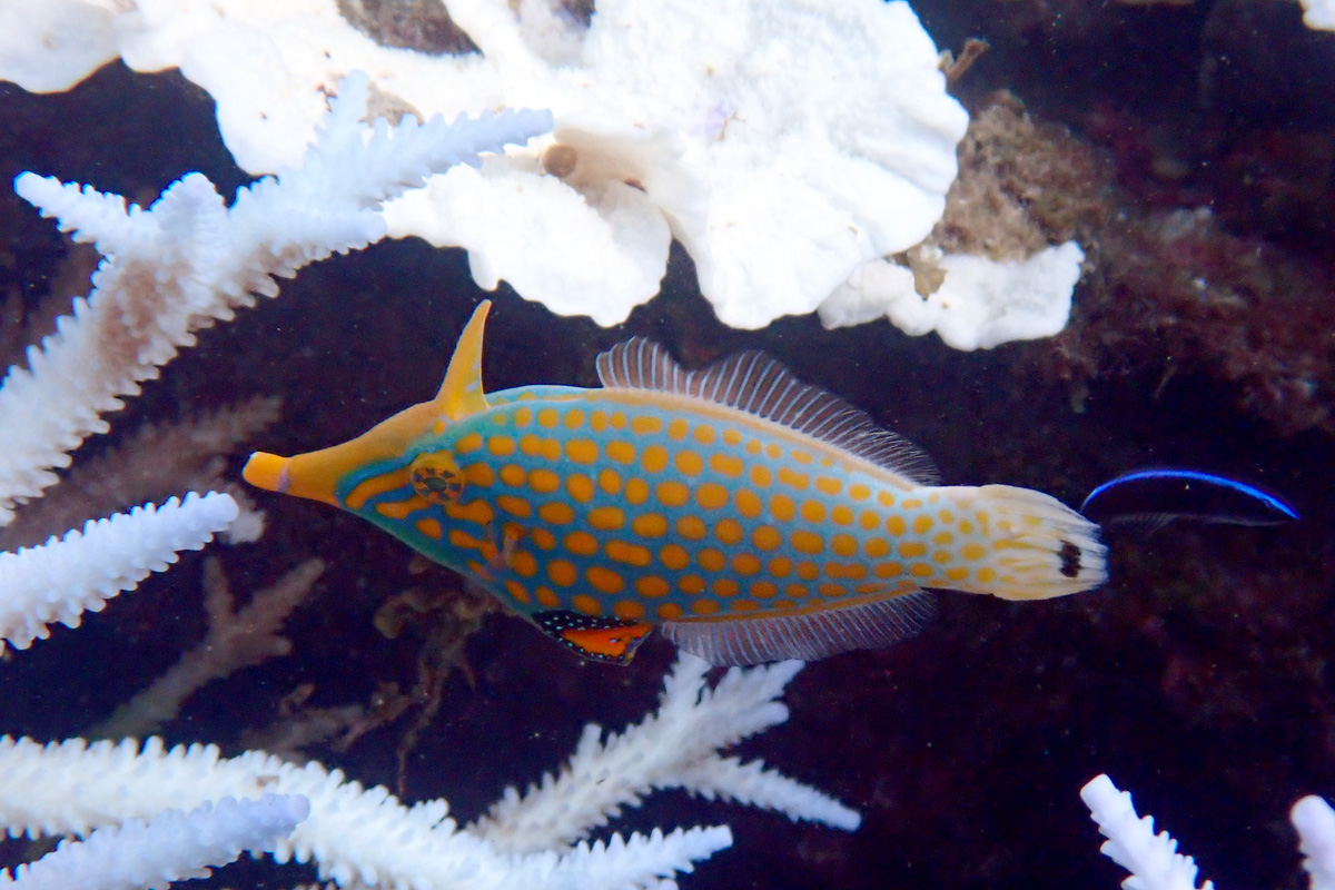 Filefish