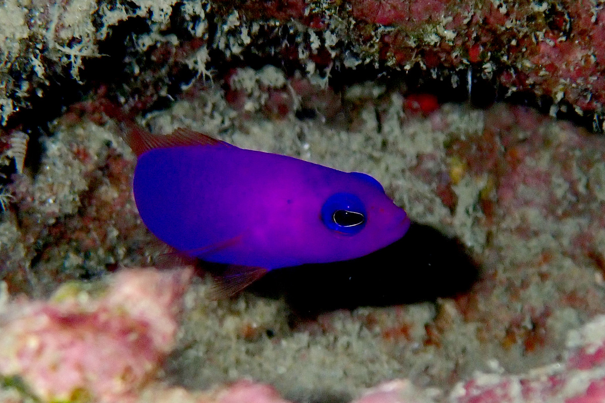 Magenta Dottyback クレナイニセスズメ