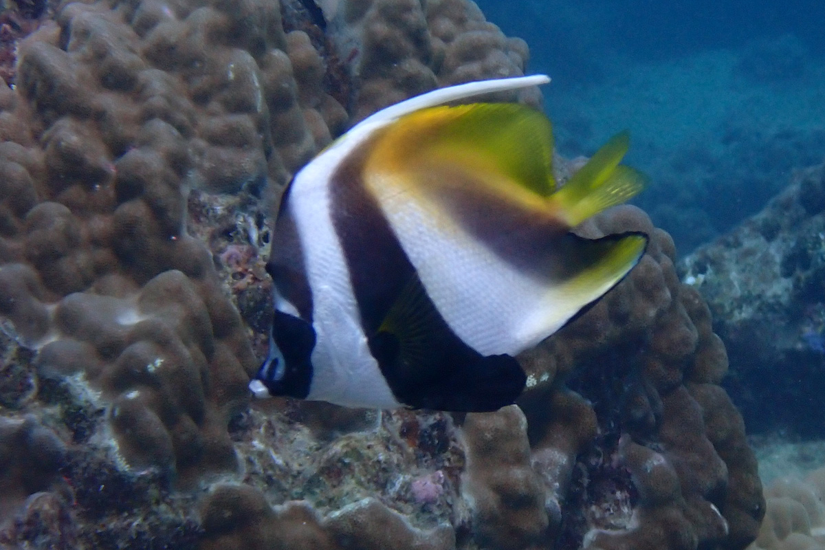 Masked Bannerfish オニハタタテダイ