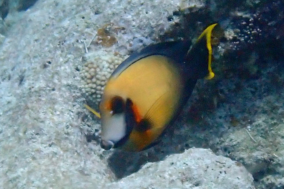 Mimic Surgeonfish クログチニザ