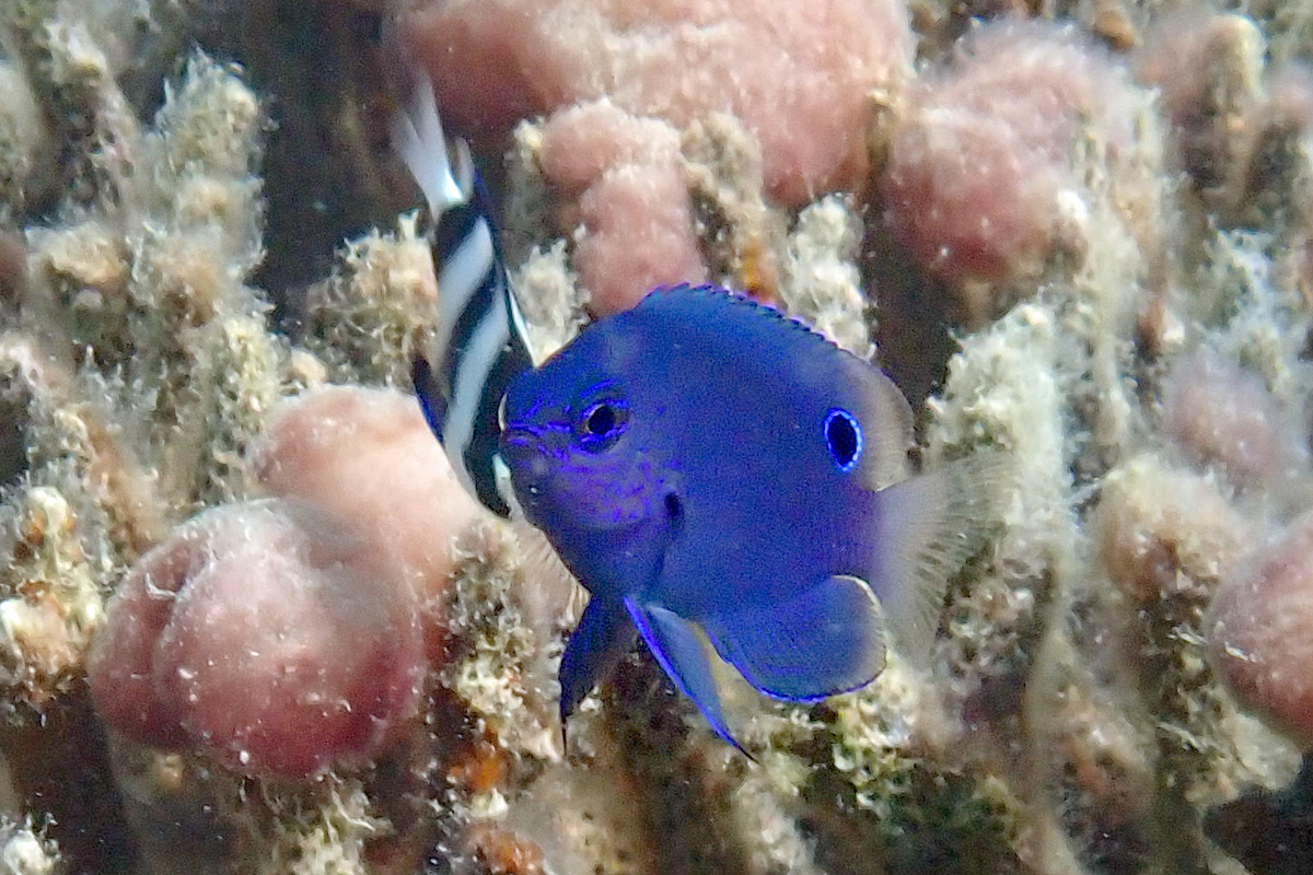 Nagasaki Damsel ナガサキスズメダイ