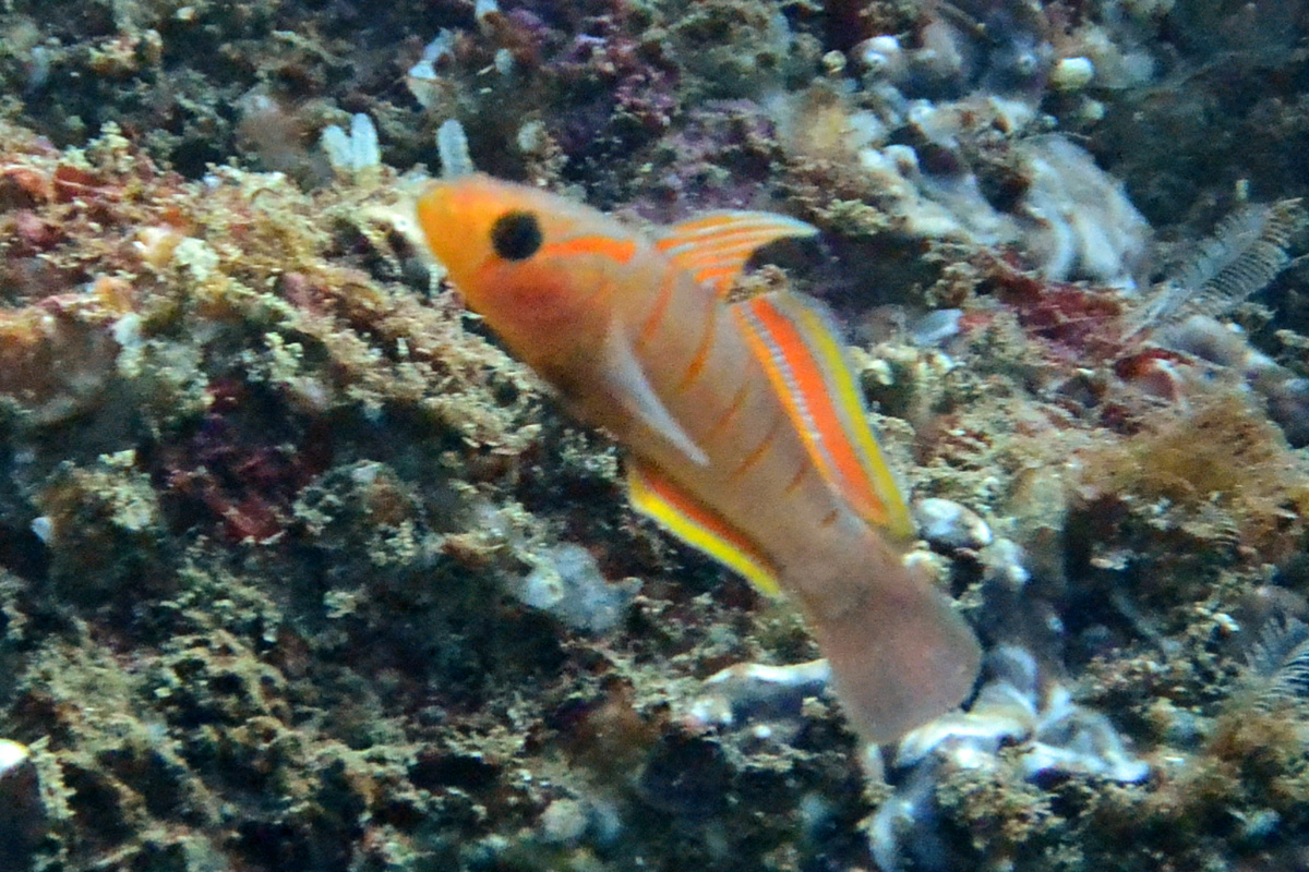 Orange-barred Goby チャガラ