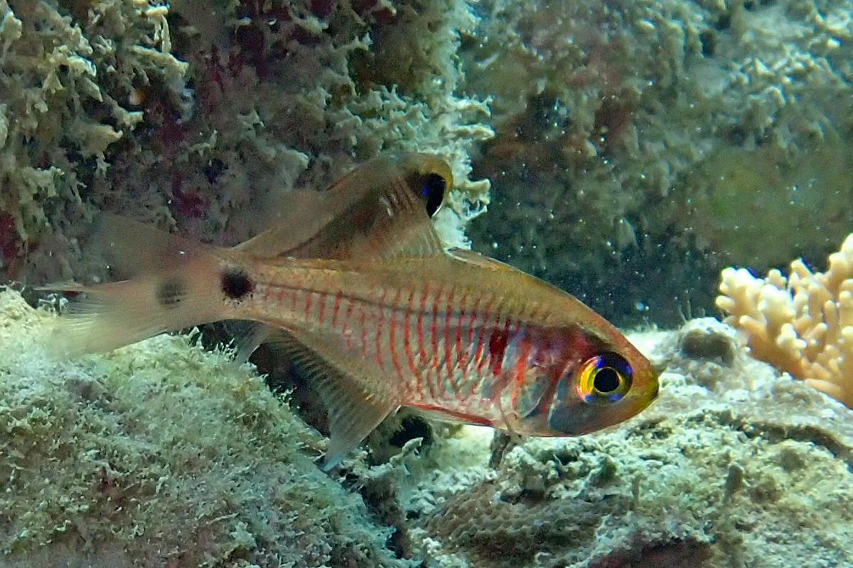 Cardinalfish