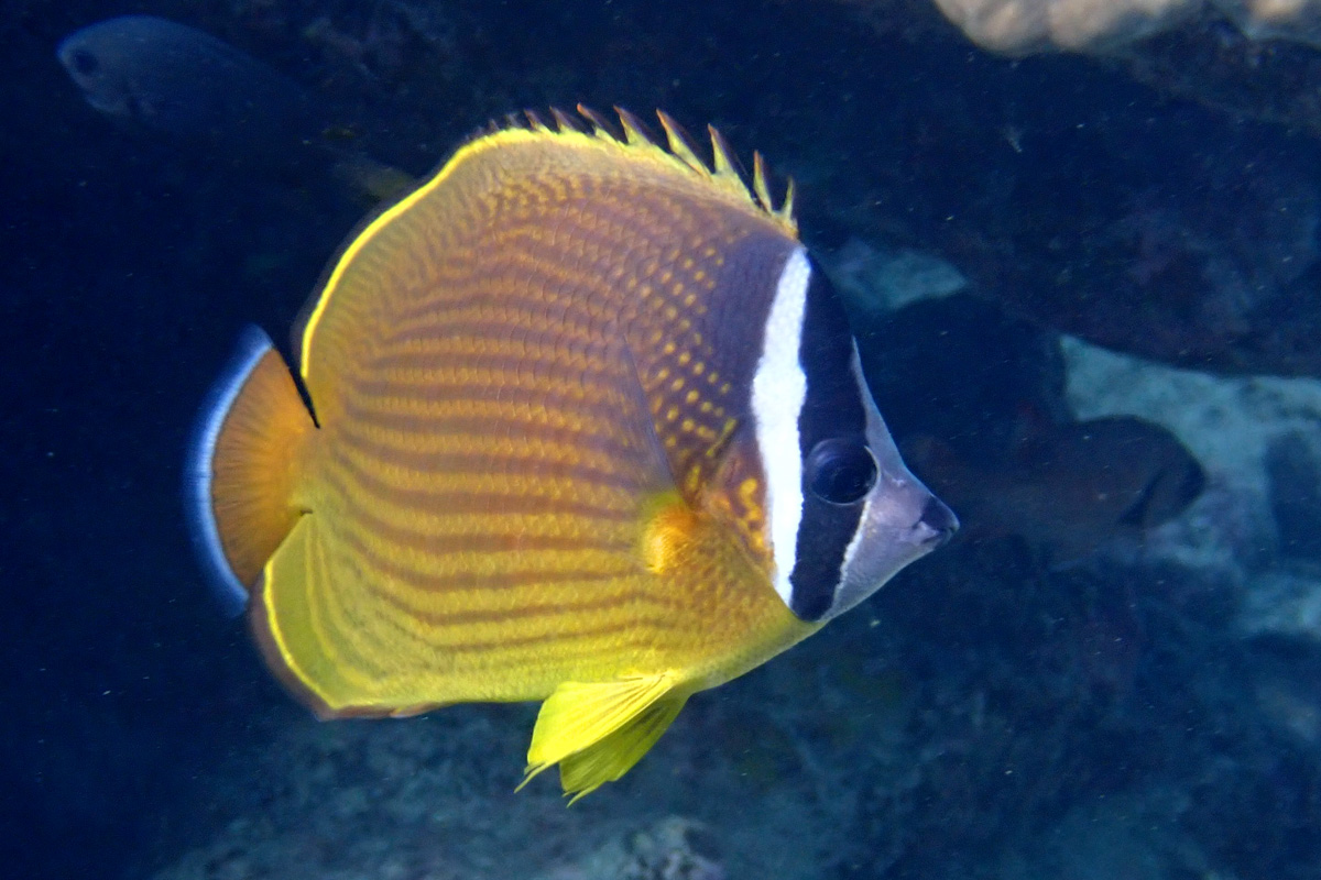 Oriental Butterflyfish チョウチョウウオ