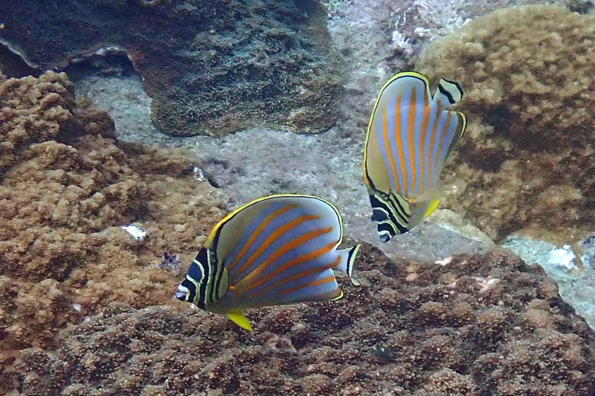 Ornate Butterflyfish ハナグロチョウチョウウオ