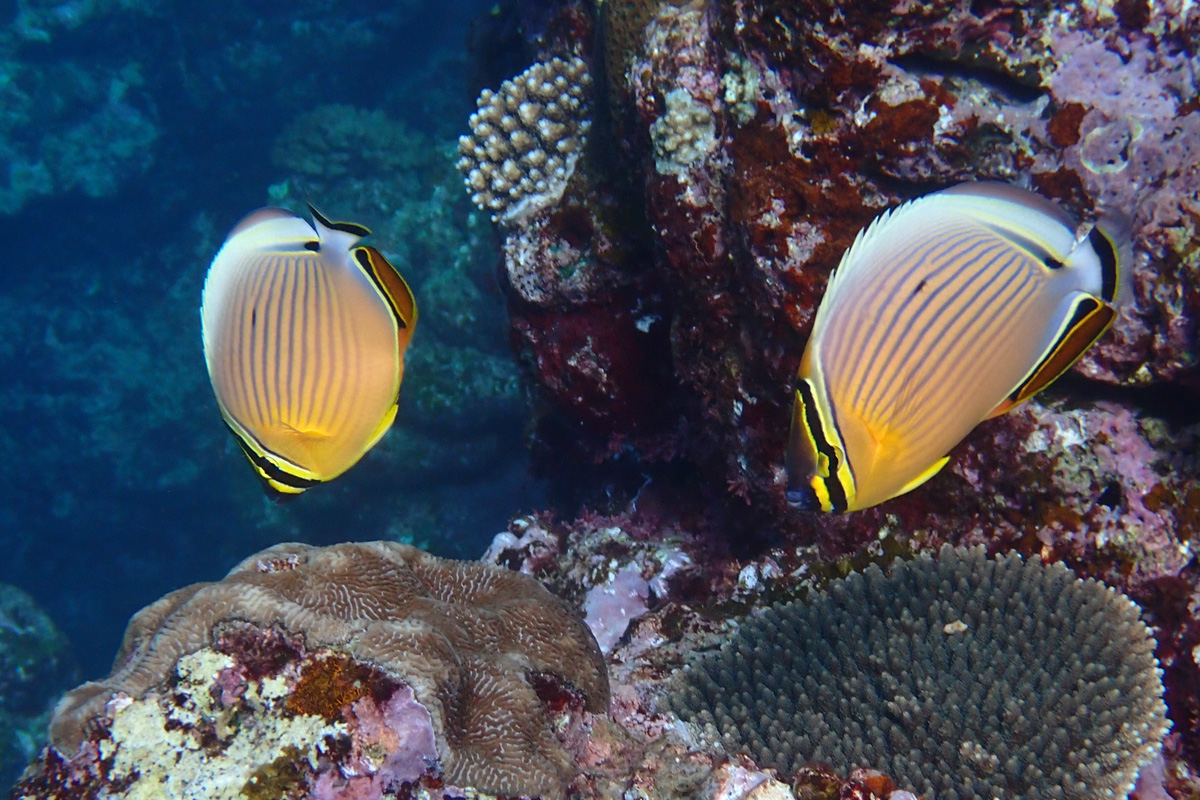 Oval Butterflyfish ミスジチョウチョウウオ