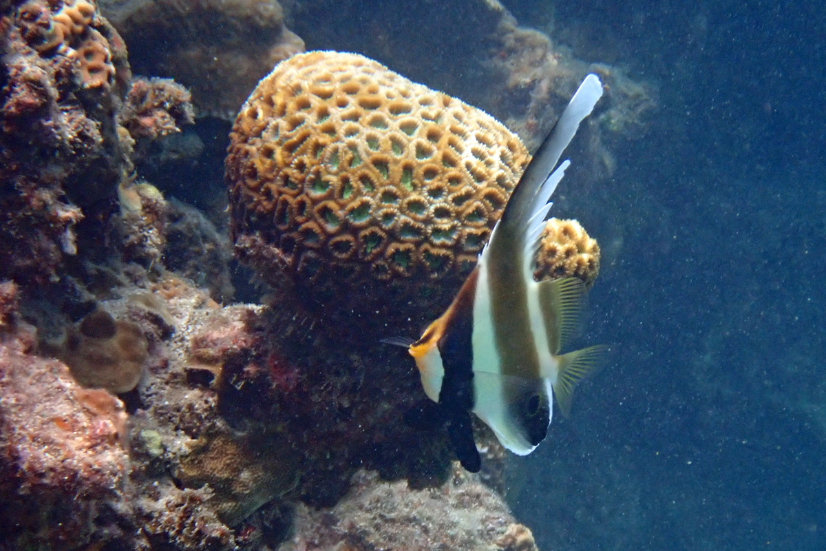 Pennant Bannerfish ミナミハタタテダイ