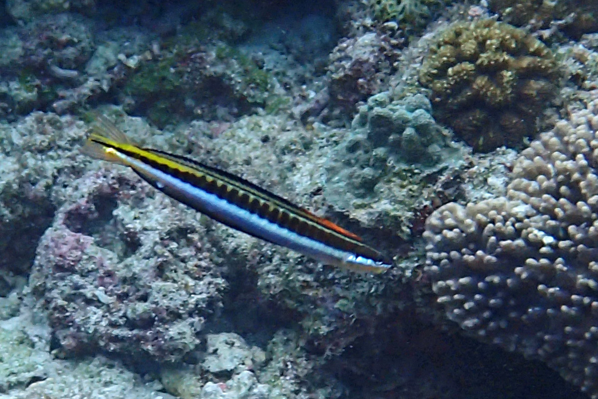 Piano Fangblenny テンクロスジギンポ