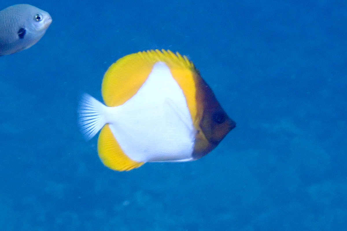 Pyramid Butterflyfish カスミチョウチョウウオ