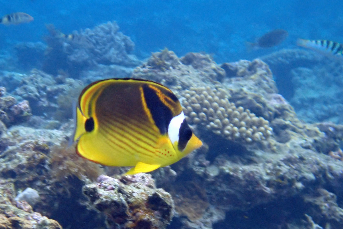 Racoon Butterflyfish チョウハン