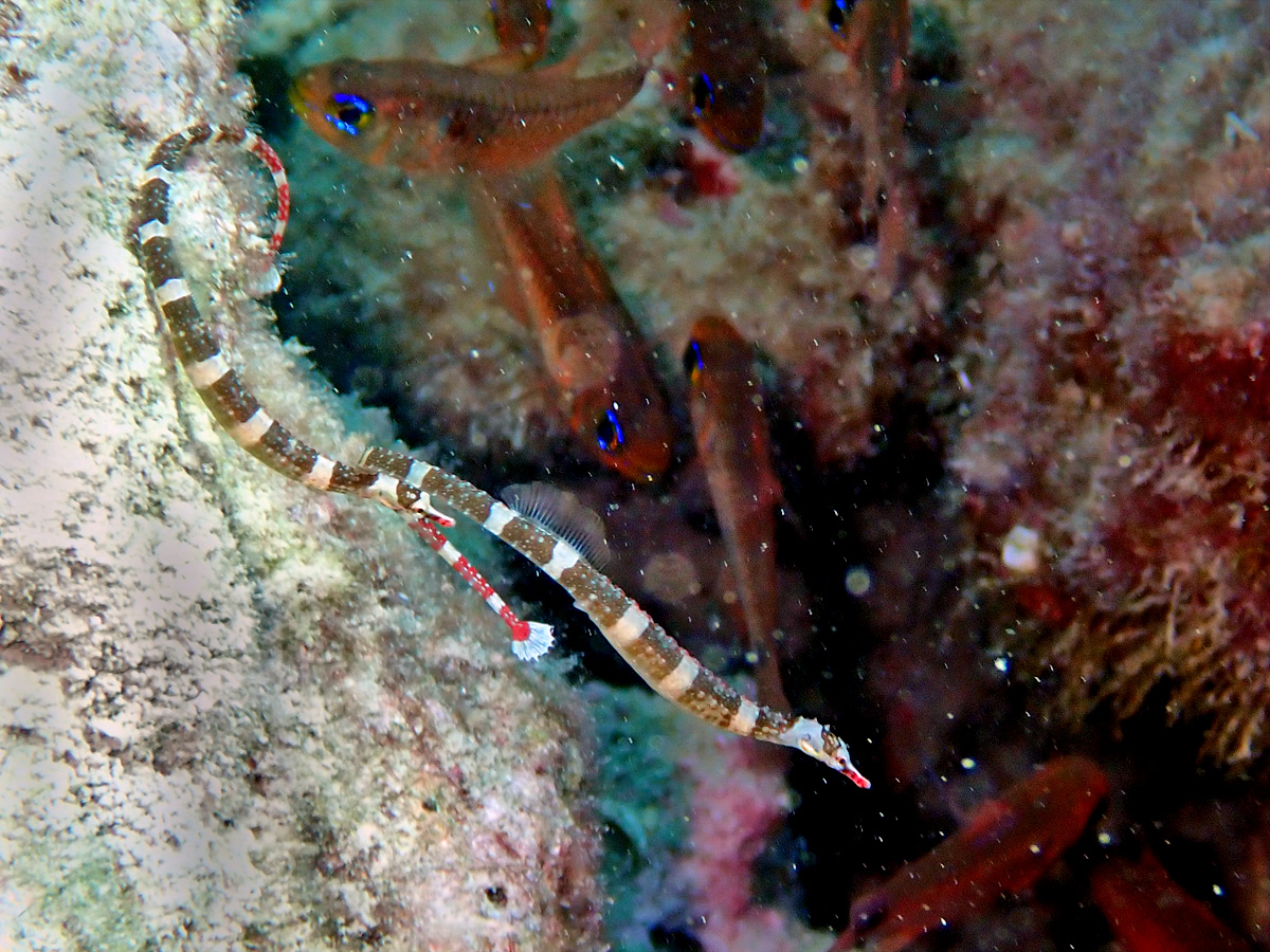 Redbanded Pipefish オビイシヨウジ