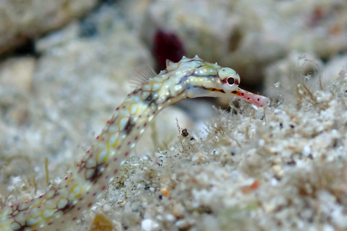 Reticulate Pipefish キシマイシヨウジ