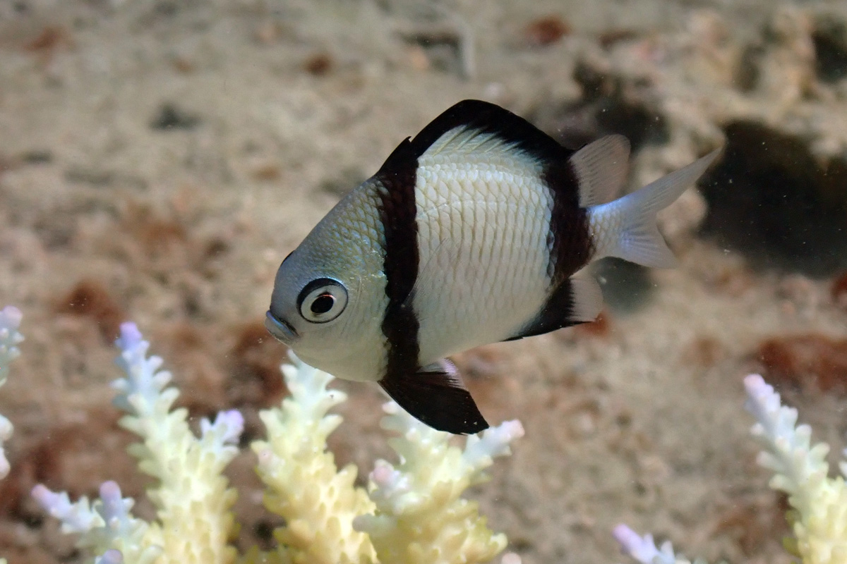 Reticulated Dascyllus – フタスジリュウキュウスズメダイ