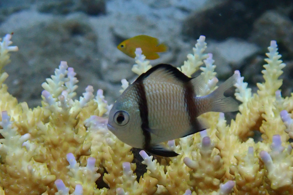 Reticulated Dascyllus – フタスジリュウキュウスズメダイ