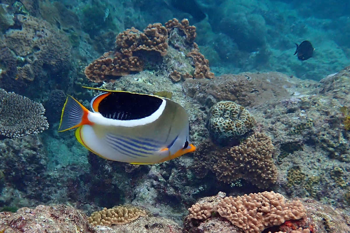 Saddleback Butterflyfish セグロチョウチョウウオ