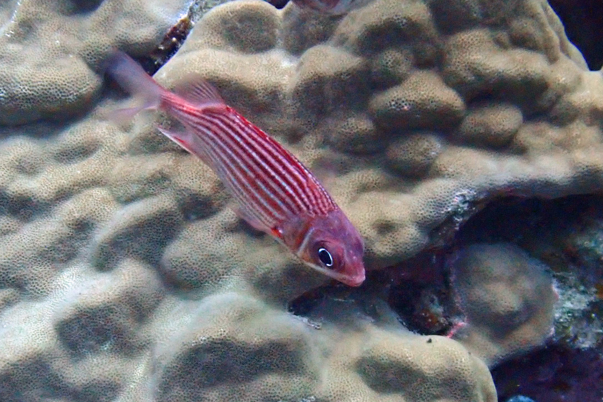 Samurai Squirrelfish テリエビス