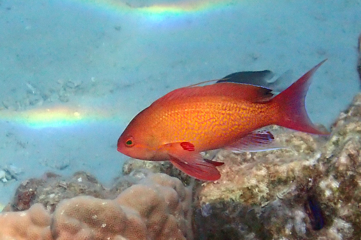 Sea Goldie – キンギョハナダイ