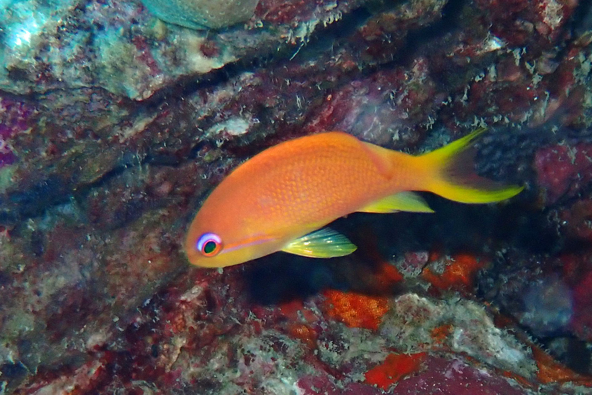 Scalefin Anthias キンギョハナダイ