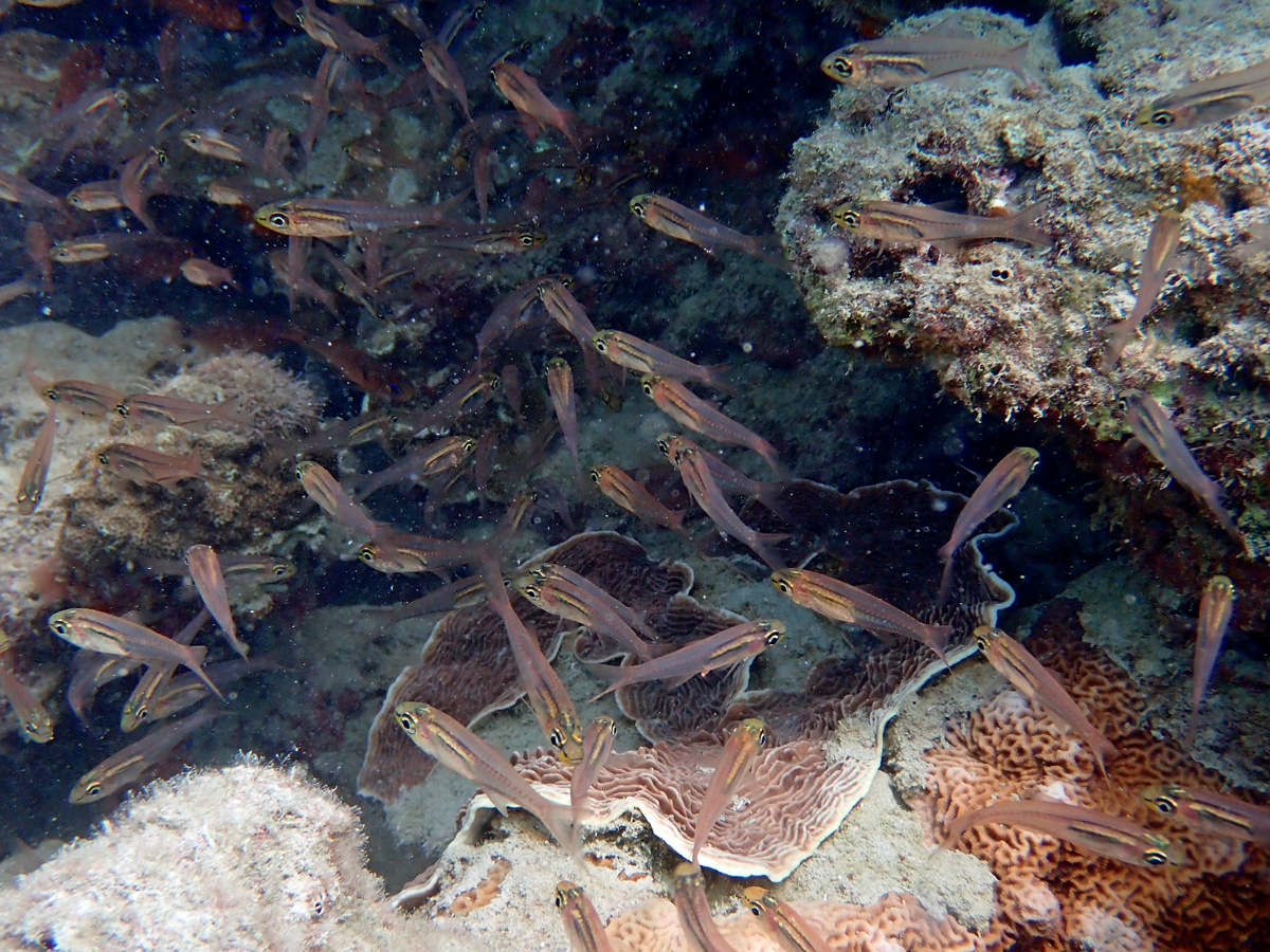 Schooling Cardinalfish