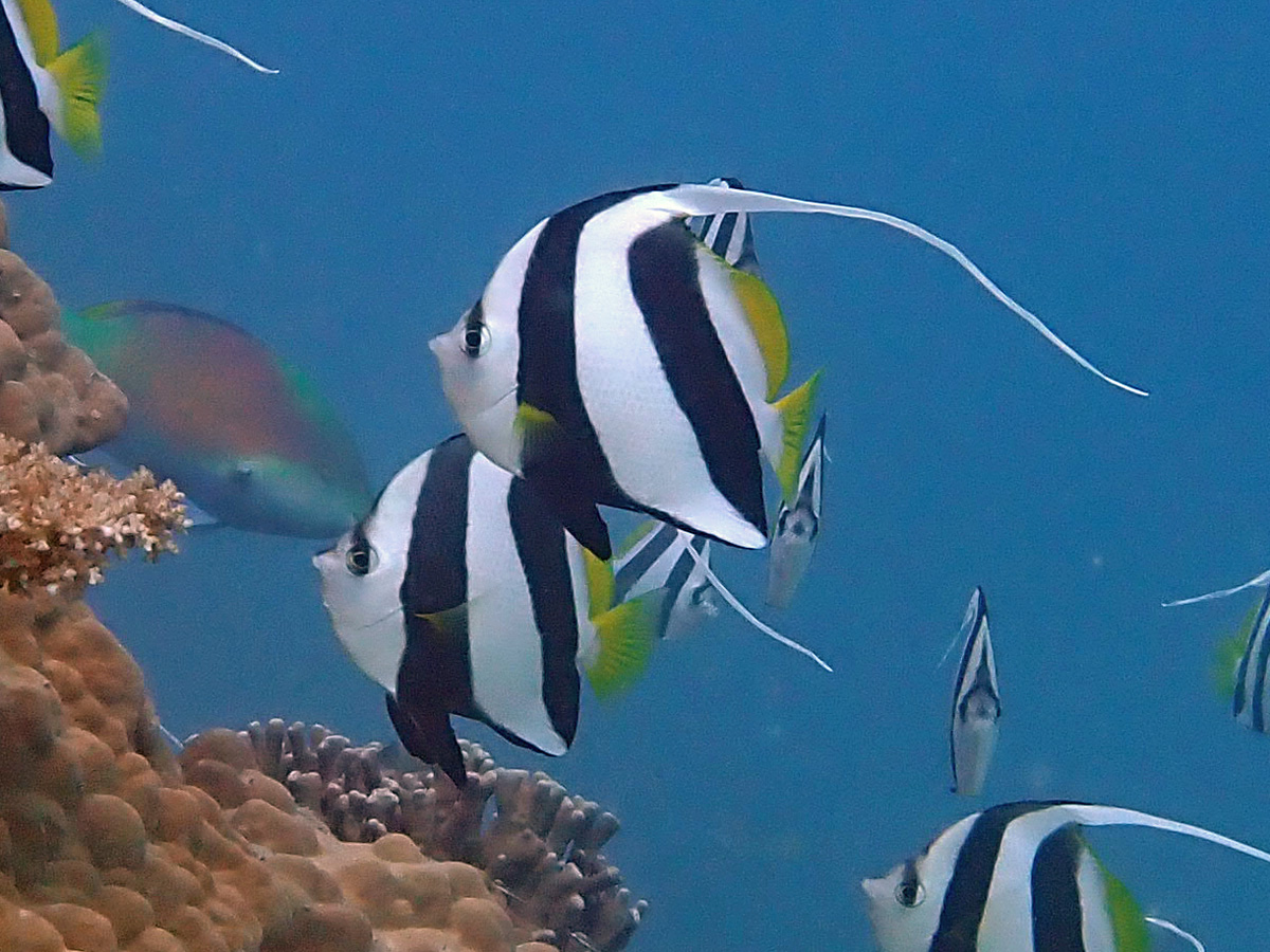 Schooling Bannerfish ムレハタタテダイ