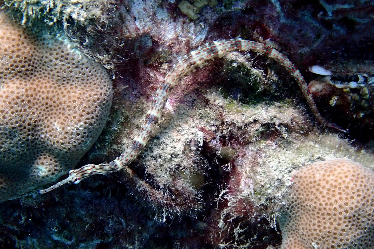 Schultz’s Pipefish クチナガイシヨウジ