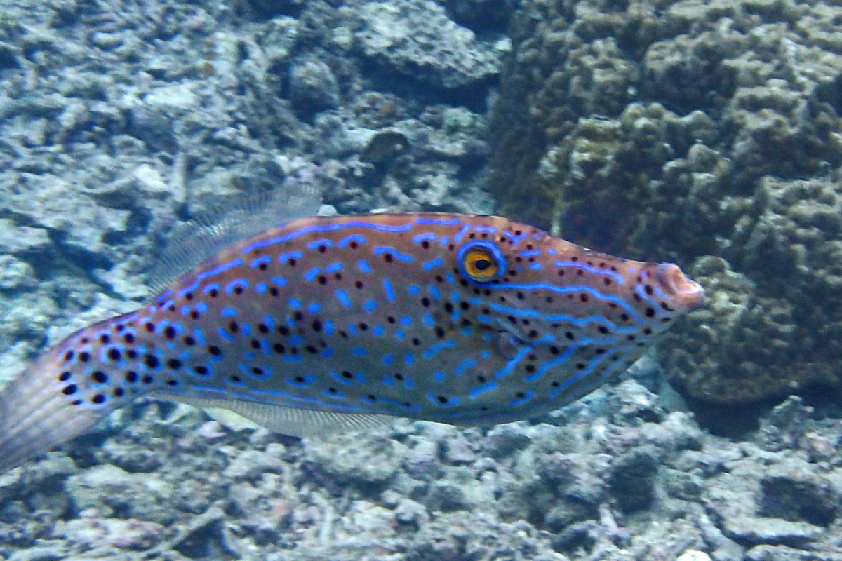 Scrawled filefish ソウシハギ