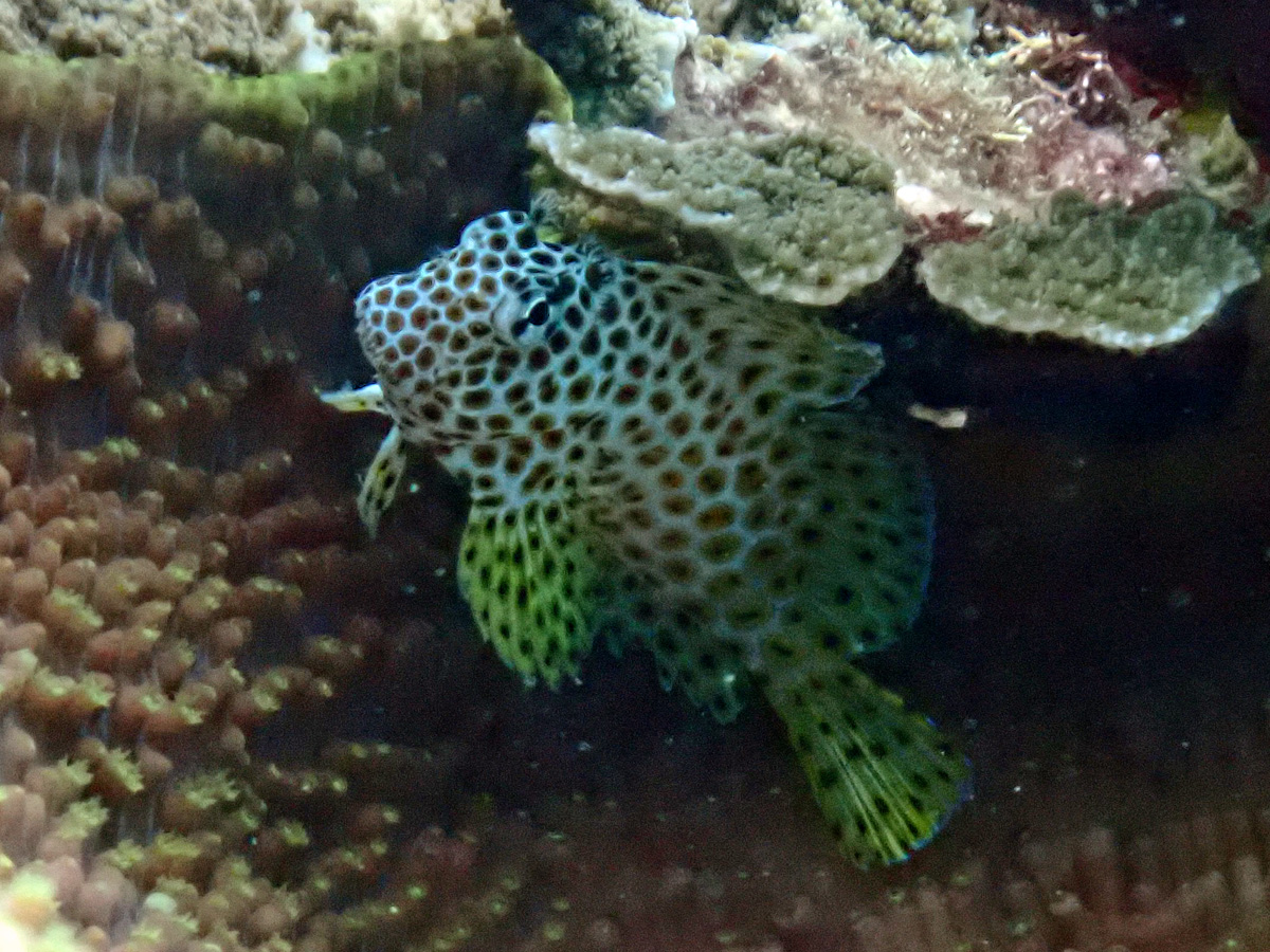 Shortbodied Blenny セダカギンポ