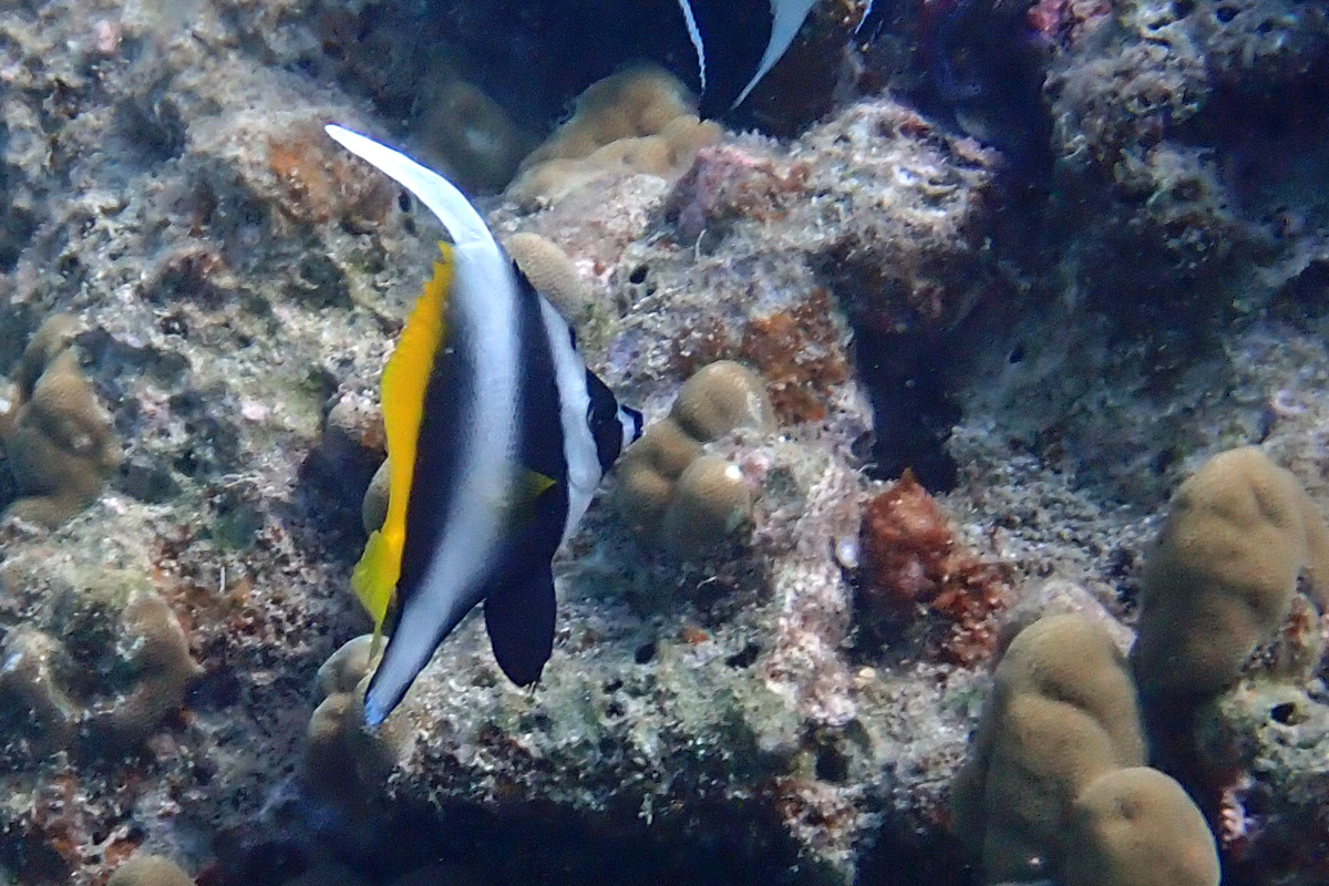 Singular Bannerfish シマハタタテダイ