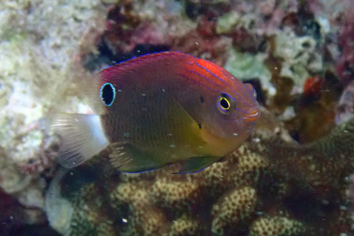 Speckled Damsel メガネスズメダイ